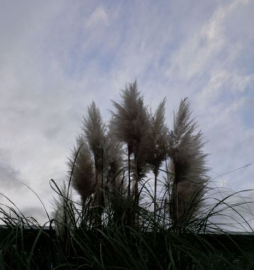 Grass & Blue Skies (Tacoma,WA) ©Modinat2015
